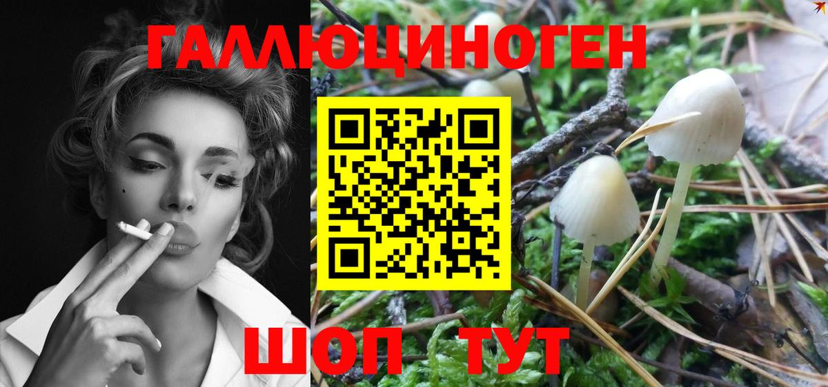 Галлюциногенные грибы Psilocybine cubensis Шарыпово